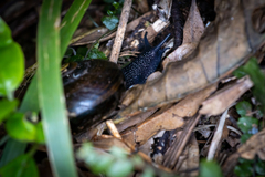 Powelliphanta traversi