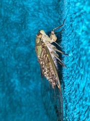 Orientopsaltria fuliginosa