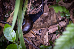 Powelliphanta traversi