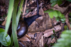 Powelliphanta traversi