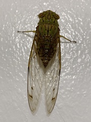 Orientopsaltria fuliginosa