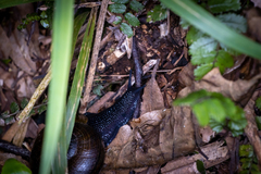 Powelliphanta traversi