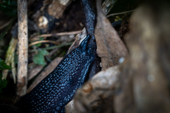 Powelliphanta traversi