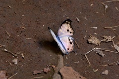 Protogoniomorpha parhassus