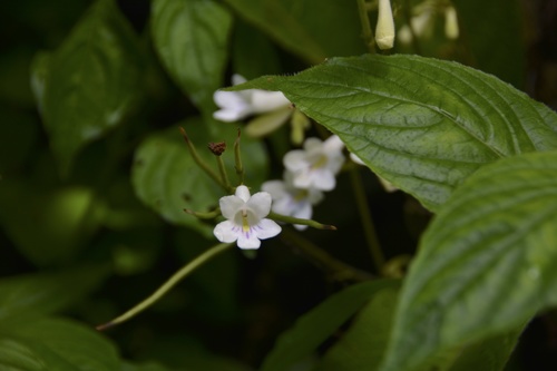 Streptocarpus parviflorus