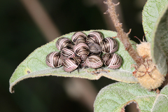 Orsilochides scurrilis