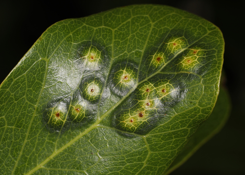 Tanaostigmodes pithecellobiae