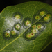 Tanaostigmodes pithecellobiae - Photo (c) Judy Gallagher,  זכויות יוצרים חלקיות (CC BY-SA), הועלה על ידי Judy Gallagher