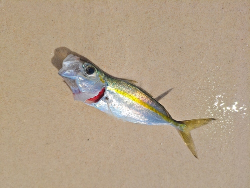 Gold-banded scad (Selaroides leptolepis) — Carangidae — 5