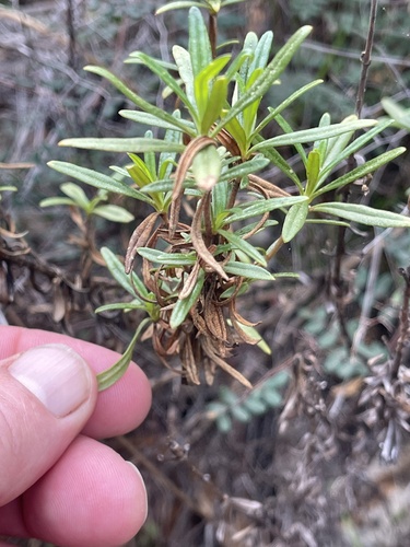 Chapparal Monkeyflower foliage