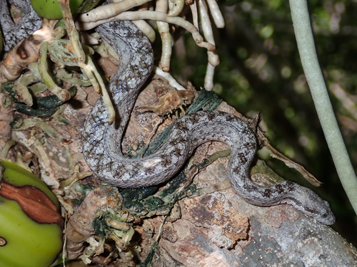 Cayman Islands Dwarf Boa
