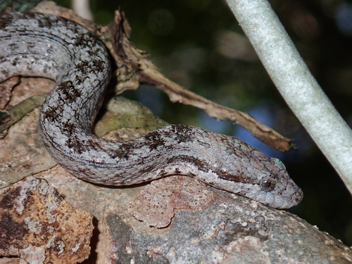 Cayman Islands Dwarf Boa