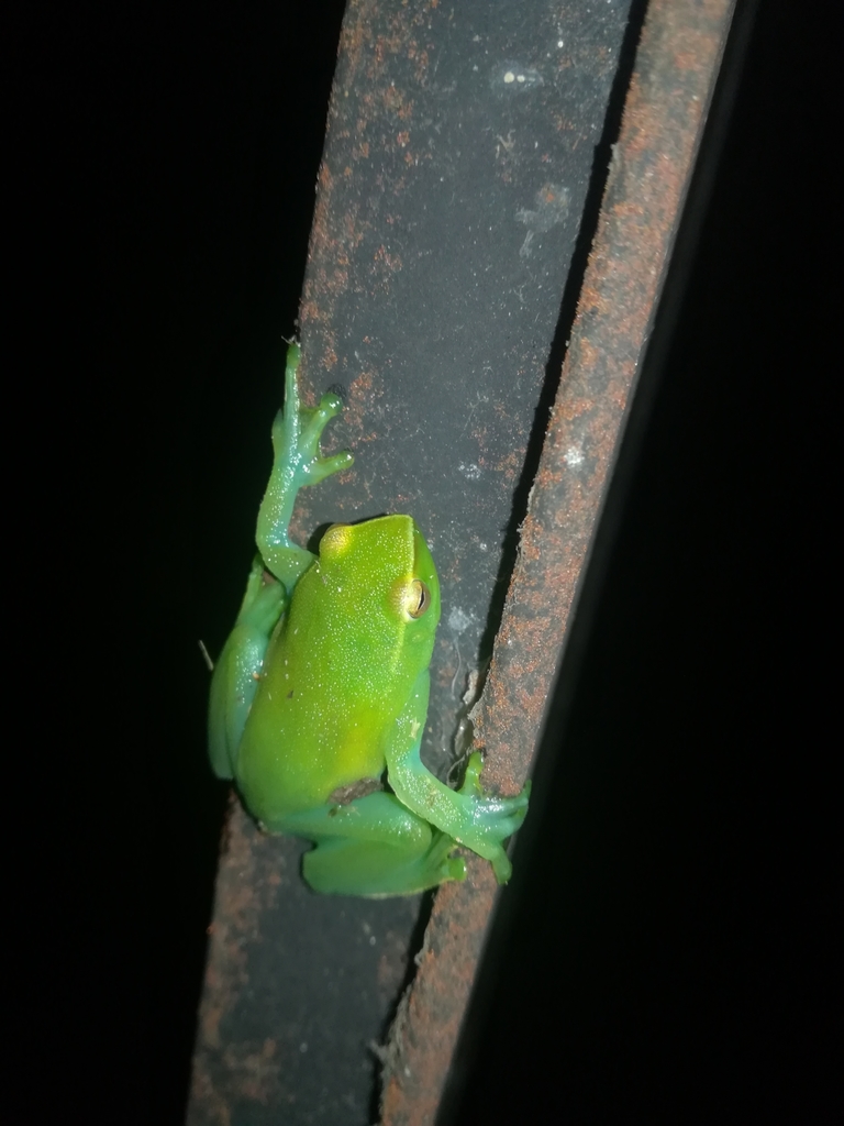 Orinoco Lime Treefrog