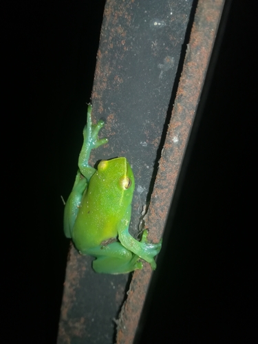 Orinoco Lime Treefrog