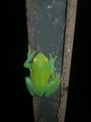 Sphaenorhynchus lacteus