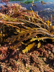 Stephanocystis