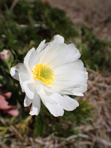 Ranunculus anemoneus, photograph 1