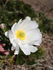 Ranunculus anemoneus, photograph (c) Todd Huang, some rights reserved (CC BY)