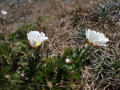 Ranunculus anemoneus