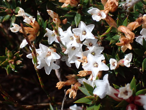 Epacris paludosa, photograph 6