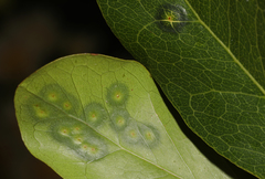 Tanaostigmodes pithecellobiae