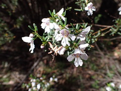 Prostanthera phylicifolia