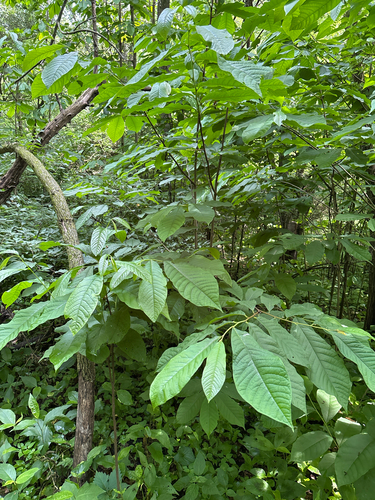 iNaturalist observation photo of common pawpaw