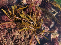Stephanocystis