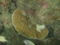 Leptoseris explanata