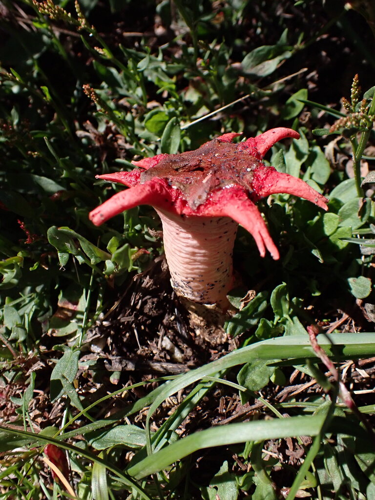Aseroe rubra · December 2025 · photo: © oqt (iNaturalist, cc-by)