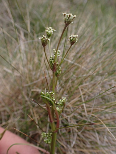 Aciphylla simplicifolia, photograph 5