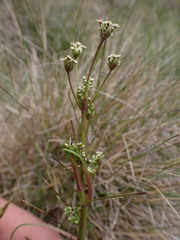 Aciphylla simplicifolia, photograph (c) Todd Huang, some rights reserved (CC BY)