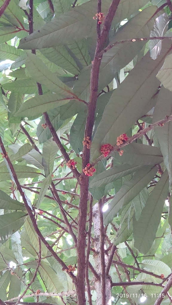 Knema hookeriana