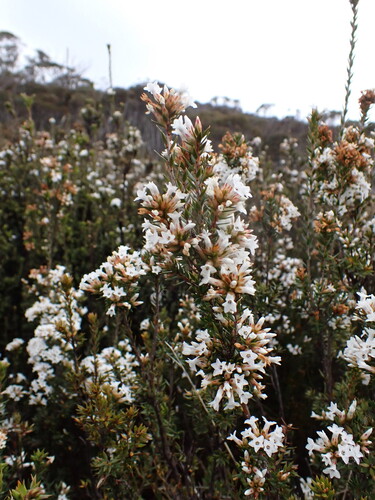 Epacris paludosa, photograph 4
