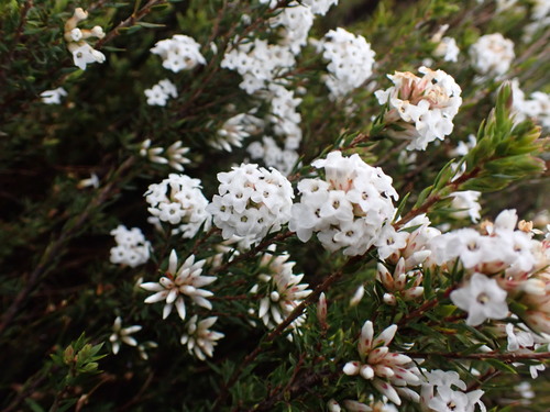 Epacris paludosa, photograph 3