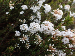Epacris paludosa, photograph (c) Todd Huang, some rights reserved (CC BY)