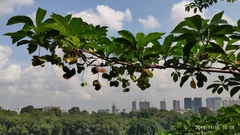 Terminalia calamansanai