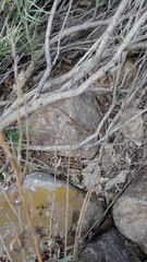 Sceloporus graciosus graciosus