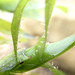 Campanularia - Photo (c) Warwick Moyse, algunos derechos reservados (CC BY-NC), subido por Warwick Moyse