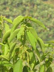 Acalypha platyphylla