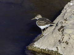Actitis macularius