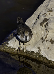 Actitis macularius