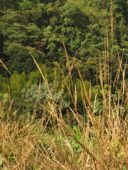 Melinis minutiflora