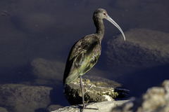 Plegadis chihi