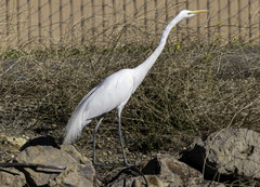 Ardea alba