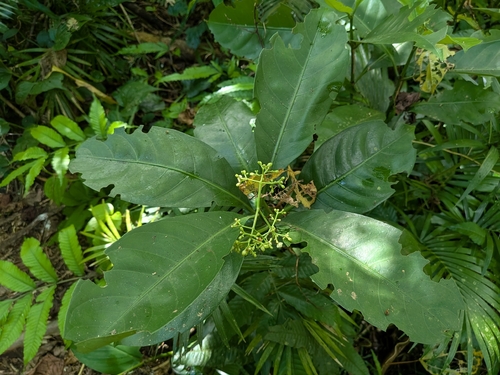 Psychotria manillensis observed 2025-05-20