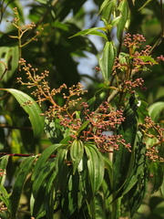 Miconia theizans