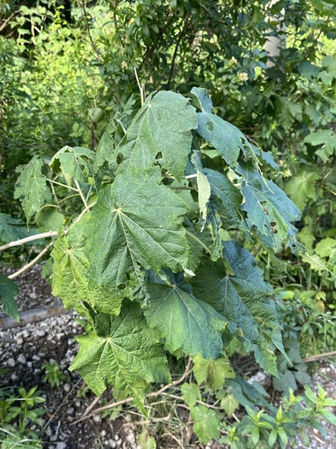 Abutilon (Corynabutilon vitifolium)