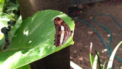 Adelpha iphicleola