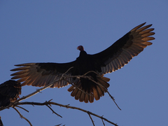 Cathartes aura